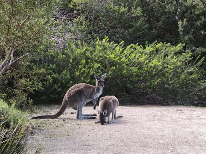 Avoiding Kangaroos on the road